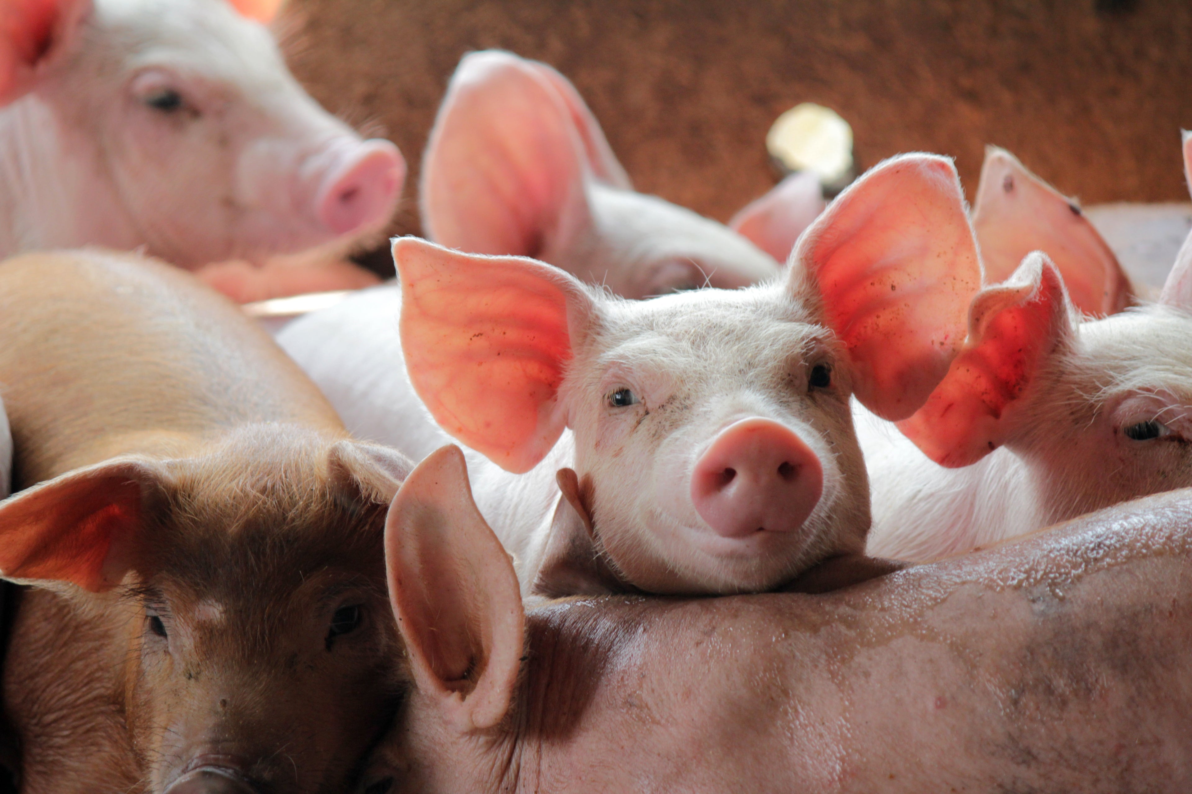 Schweine